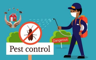 مكافحة الحشرات ورش المبيدات بجازان